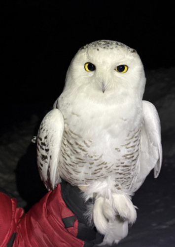 Audubon Society to host owl banding event